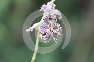 Bamboo flower in Okinawa Japan.