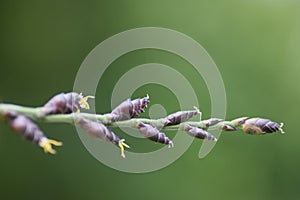 Bamboo flower in Okinawa Japan.