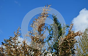 The bamboo flowerbed outdoors after a cold and frosty winter is partially damaged. you can clearly see the affected dry stems with
