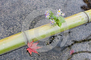 Bamboo, flowers, and red maple leaf in a chozubachi or water basin used to rinse the hands in Japanese temples