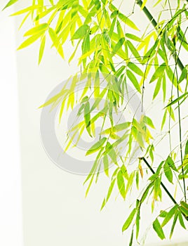 Bamboo foliage foreground