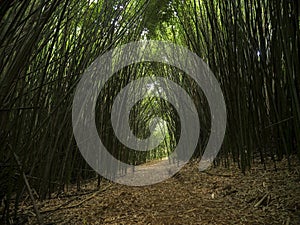 Bamboo footpath line road zenlike spirituality nature forest photo