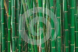 The bamboo forest