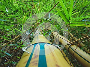 Bamboo forest