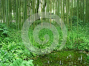 Bamboo forest