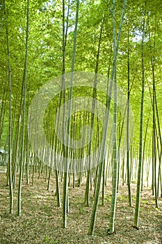 Bamboo forest