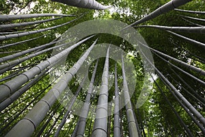 Bamboo forest