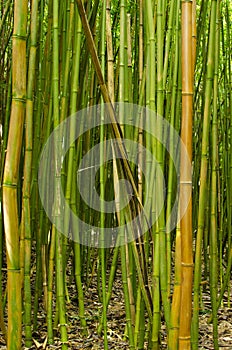 Bamboo forest photo