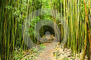 Bamboo forest