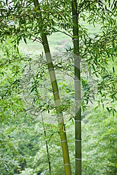 Bamboo forest