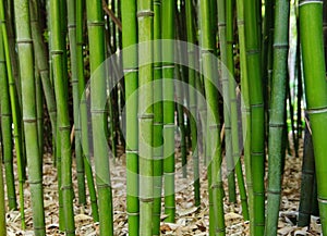 Bamboo forest