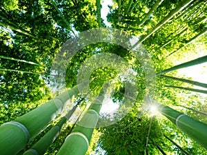 Bamboo forest photo