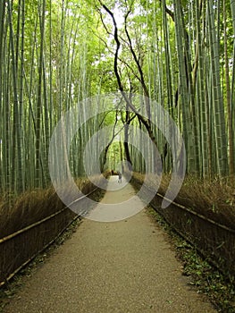 Bamboo Forest