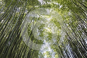 a bamboo forest