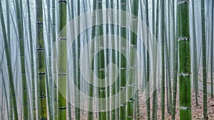 Bamboo Forest