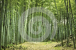 Bamboo forest