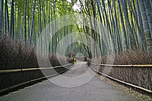 Bamboo forest