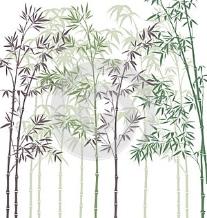 Bamboo forest