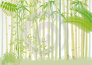 Bamboo forest