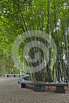 Bamboo Forest