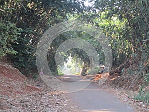 Bamboo Forest