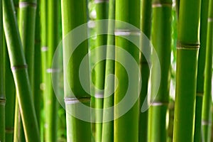 Bambù foresta 