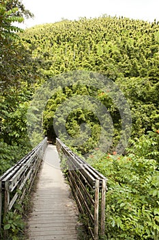 Bamboo forest