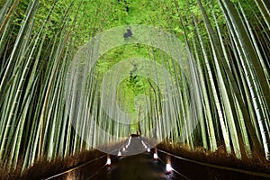 Bamboo Forest