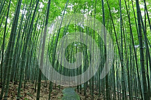 bamboo forest