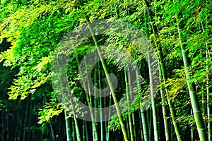 Bamboo forest