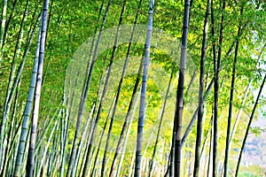 Bamboo forest