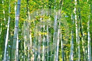 Bamboo forest