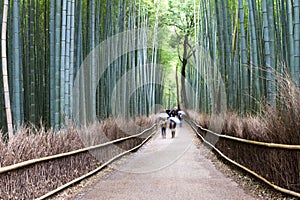 Bamboo Forest