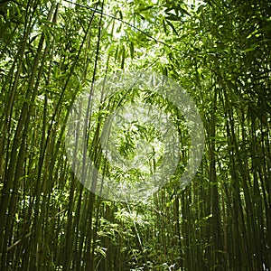 Bamboo forest.