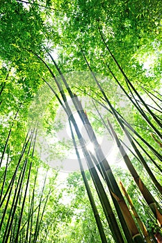 Bamboo Forest