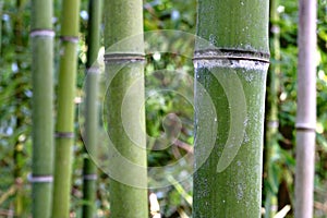 The bamboo forest