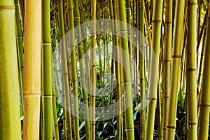 Bamboo forest