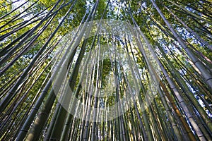 Bamboo Forest