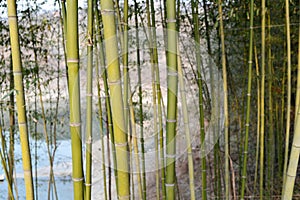 Bamboo forest