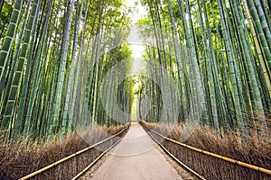 Bamboo Forest