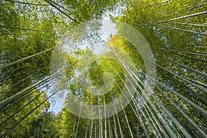 Bamboo forest