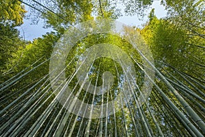 Bamboo forest