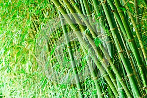 Bamboo forest