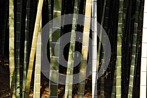 Bamboo forest