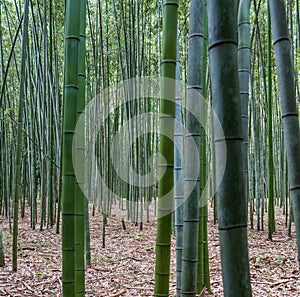 Bamboo Forest