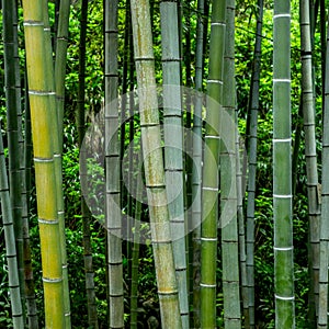 Bamboo forest