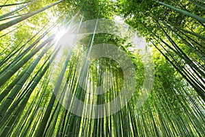 Bamboo Forest.