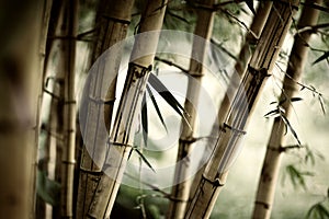 Bamboo forest