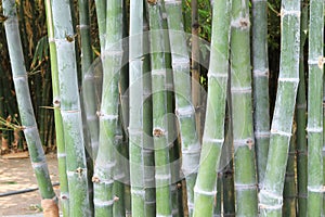 Bamboo forest