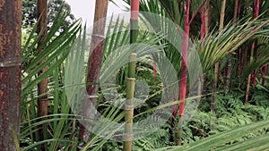 Bamboo Forest